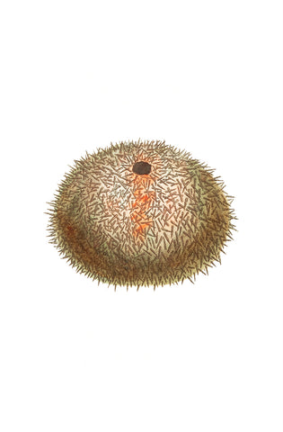 Sea Urchin Illustration II, 1789-1813 -  George Shaw - McGaw Graphics