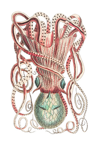 Granulated Cuttle Illustration, 1789-1813 -  George Shaw - McGaw Graphics