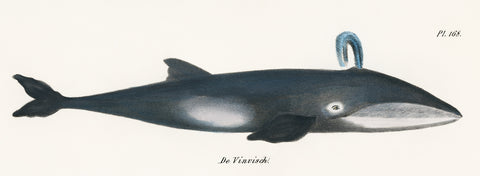 Whale, 1824 -  Heinrich Rudolph Schinz - McGaw Graphics