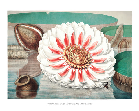 Victoria Regia Water Lily I -  William Sharp - McGaw Graphics