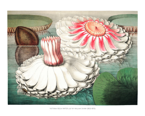 Victoria Regia Water Lily II -  William Sharp - McGaw Graphics