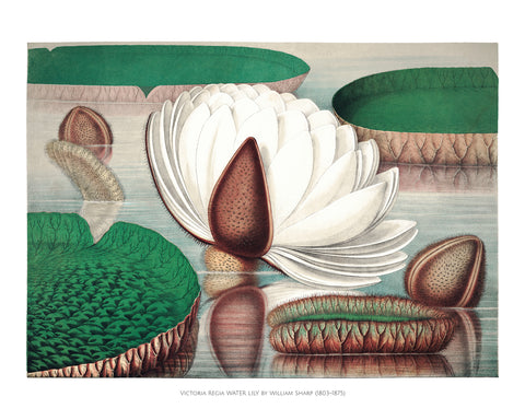Victoria Regia Water Lily IV -  William Sharp - McGaw Graphics