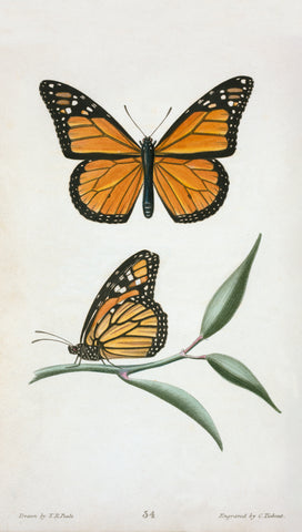 Monarch Butterfly -  Thomas Say - McGaw Graphics