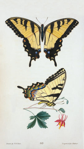 Eastern Tiger Swallowtail Butterfly -  Thomas Say - McGaw Graphics