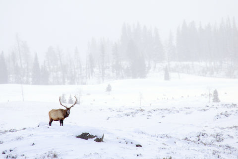 Elk, Montana -  Jason Savage - McGaw Graphics