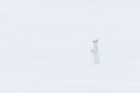 Ermine, Yellowstone National Park -  Jason Savage - McGaw Graphics