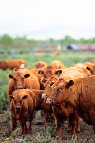 Montana Ranch with Cows -  Jason Savage - McGaw Graphics