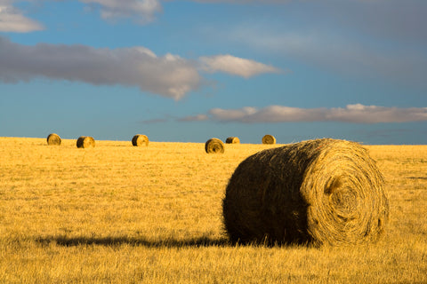 Montana Hay Bales -  Jason Savage - McGaw Graphics