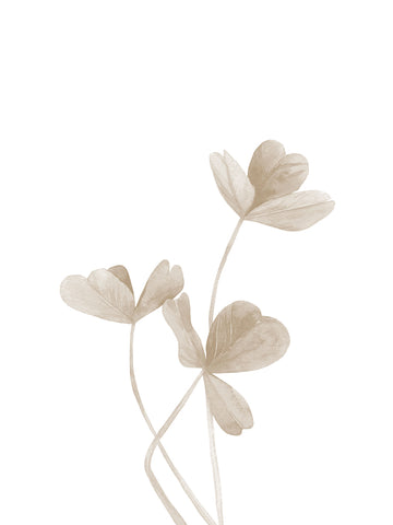 Dried Leaves - Clover 2 -  Ann Solo - McGaw Graphics