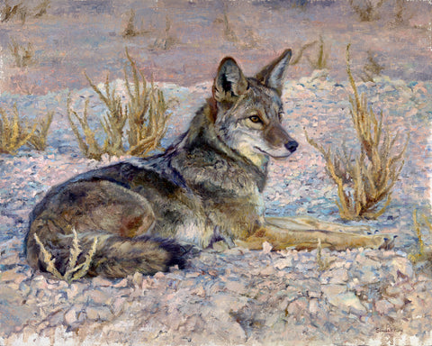 Desert Coyote -  Kelly Singleton - McGaw Graphics