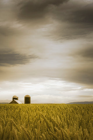 Across the Wheat Field -  Don Schwartz - McGaw Graphics