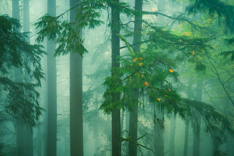 A Peek Into the Misty Woods -  Don Schwartz - McGaw Graphics