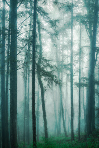 In the Quiet, Misty Woods -  Don Schwartz - McGaw Graphics