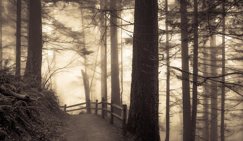 Into the Misty Woodland -  Don Schwartz - McGaw Graphics