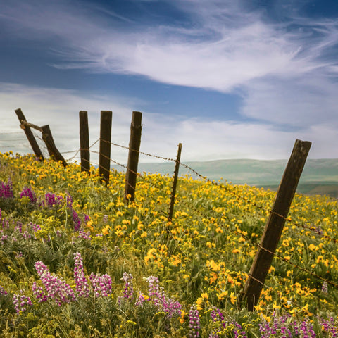 Wildflower Meadow Meets the Sky II -  Don Schwartz - McGaw Graphics