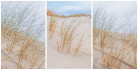 Beach Grass Triptych -  Norm Stelfox - McGaw Graphics