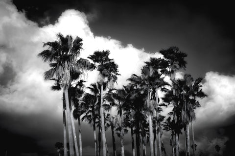 Palm Trees 2 -  Robert Seguin - McGaw Graphics