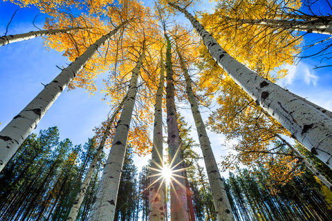 Sunrise Aspens, Montana