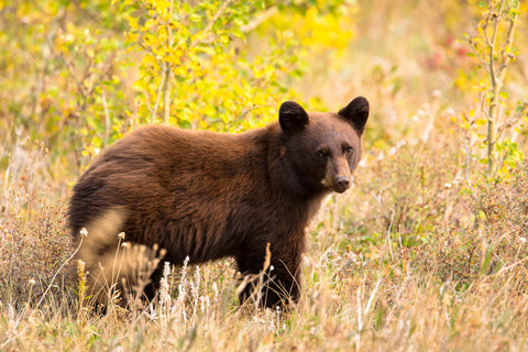 Black Bear, Glacier National Park