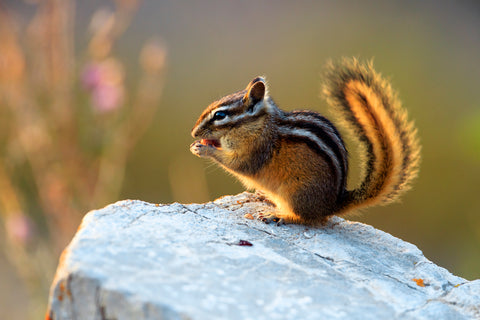 Snack Time (Chipmunk)