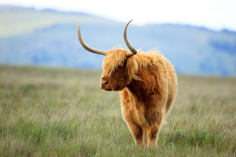 Scottish Highland Cattle, Montana