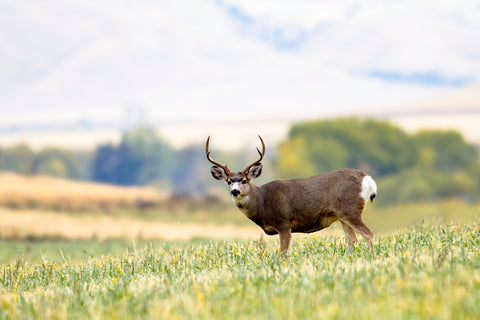 Mule Deer Buck, Montana