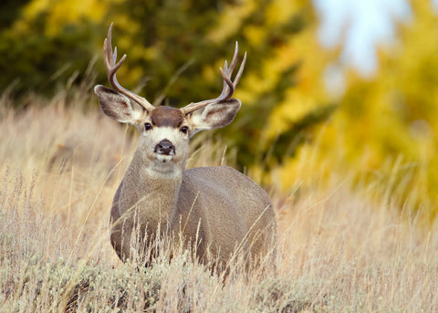 Mule Deer, Montana