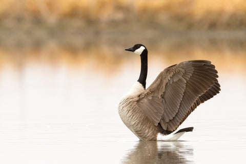 Ready to Fly (Canada Goose, Montana)