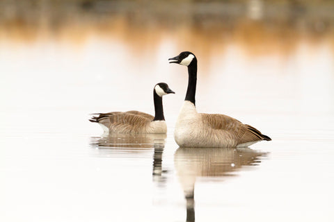 Peaceful Reflections (Canada Geese, Montana)