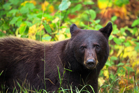 Black Bear in Meadow