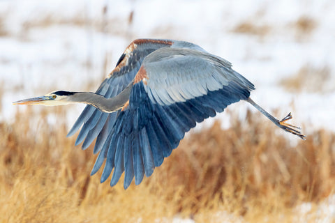 Great Blue Heron in Flight