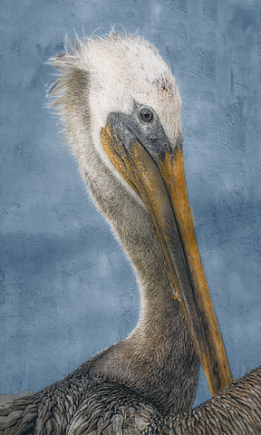 Brown Pelican Portrait