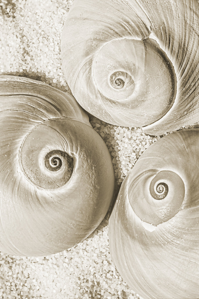 Sandy Treasures (Moon Shells) | McGaw Graphics