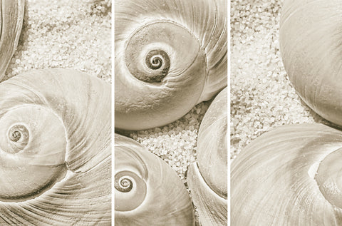 Moon Shell Triptych
