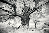 Portrait of a Tree, Study 2 -  Marcin Stawiarz - McGaw Graphics