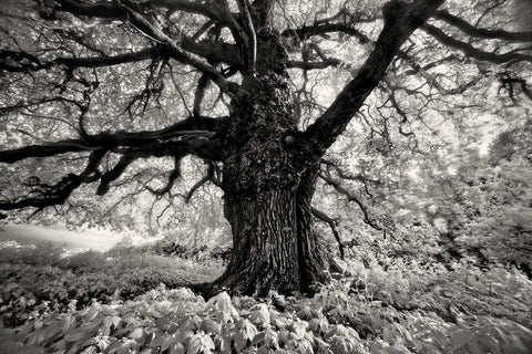 Portrait of a Tree, Study 10 -  Marcin Stawiarz - McGaw Graphics