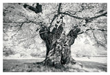 Portrait of a Tree, Study 18 -  Marcin Stawiarz - McGaw Graphics