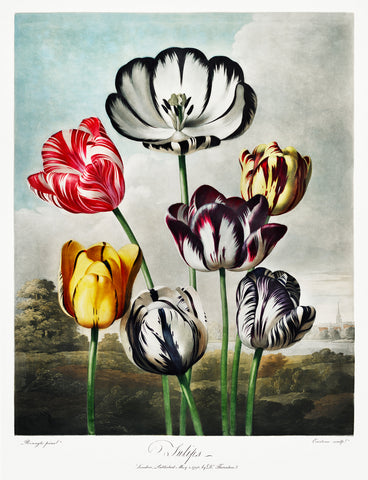 Tulips, 1807 -  Robert John Thornton - McGaw Graphics