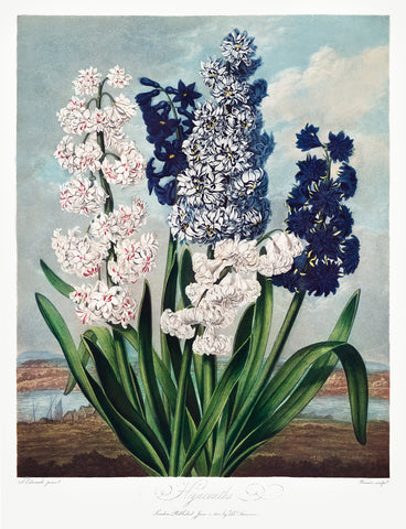 Hyacinths, 1807 -  Robert John Thornton - McGaw Graphics