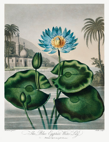 The Blue Egyptian Water-Lily, 1807 -  Robert John Thornton - McGaw Graphics