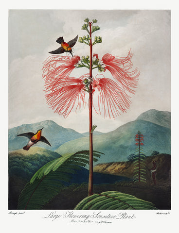 Large-Flowering Sensitive Plant, 1807 -  Robert John Thornton - McGaw Graphics