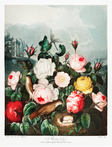 Roses, 1807 -  Robert John Thornton - McGaw Graphics