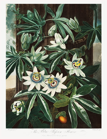 The Passiflora Cerulea, 1807 -  Robert John Thornton - McGaw Graphics