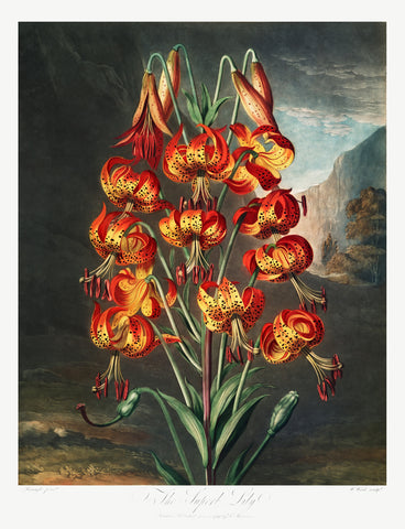 The Superb Lily, 1807 -  Robert John Thornton - McGaw Graphics