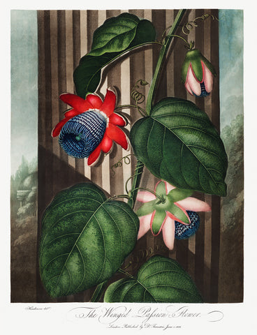 The Winged Passion-Flower, 1807 -  Robert John Thornton - McGaw Graphics
