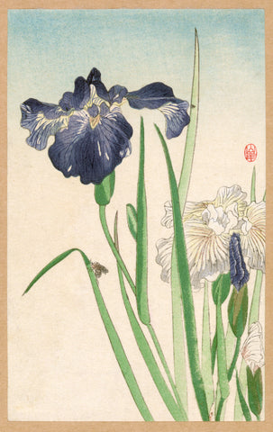 Irises -  Unknown Artist - McGaw Graphics