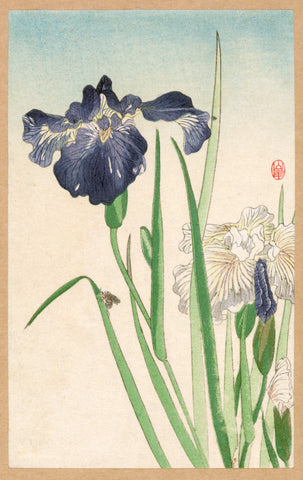 Irises -  Unknown Artist - McGaw Graphics