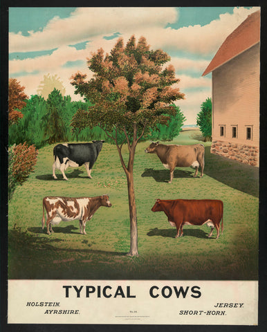 Typical Cows, c. 1904 -  Vintage Reproduction - McGaw Graphics