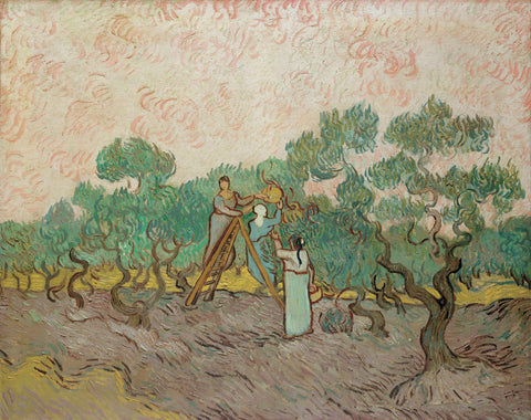 Women Picking Olives, 1889 -  Vincent van Gogh - McGaw Graphics