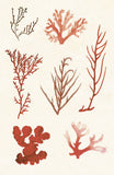 Algae 8 -  Vintage Reproduction - McGaw Graphics